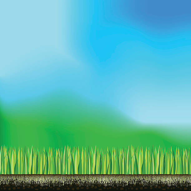 grass sky root land eco bio background vector art illustration