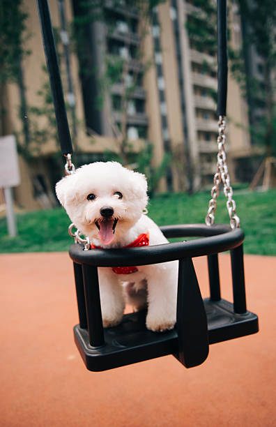 istock Cute dog sitting on the swing 483155476