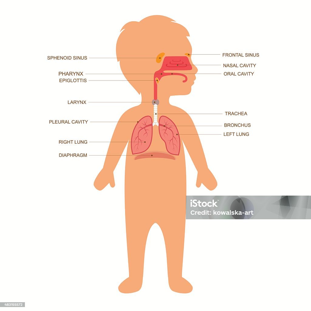 human respiratory system anatomy human respiratory system anatomy, child vector medical nose illustration  Respiratory System stock vector