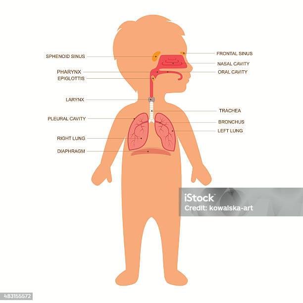 Human Respiratory System Anatomy Stock Illustration - Download Image Now - Respiratory System, Diagram, Anatomy