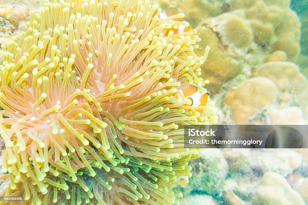 Clownfish swimming in tentacles of its anemone home. Clownfish swimming in tentacles of its anemone home. Nemo fish 2015 Stock Photo