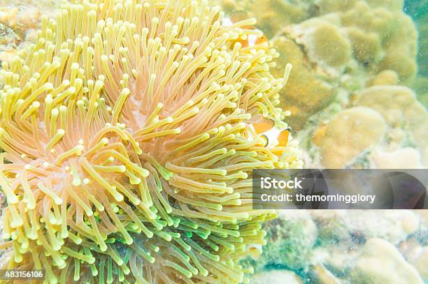 Clownfish Swimming In Tentacles Of Its Anemone Home Stock Photo - Download Image Now