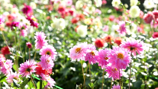 Pink  Dahlia flower garden