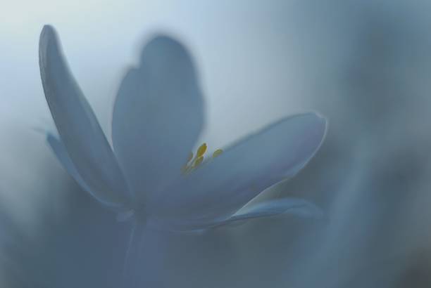 istock wood anemone against the sky 483156578