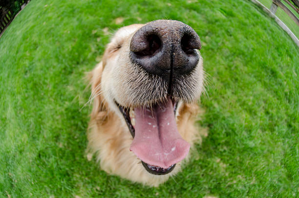 Dogs Mouth Close Up with Eye Shut A happy view of a golden retriever's face using a fisheye lens snout stock pictures, royalty-free photos & images