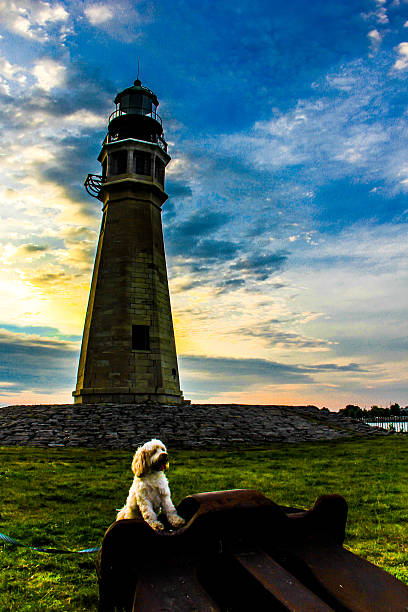 istock dog and sunset with lighthouse 483159720