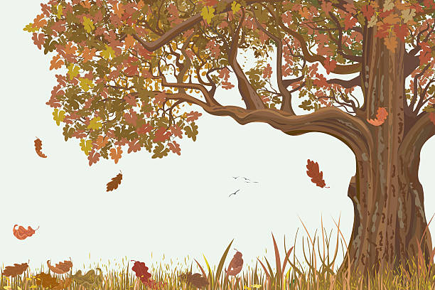 осенний oak - bark tree autumn tree trunk stock illustrations