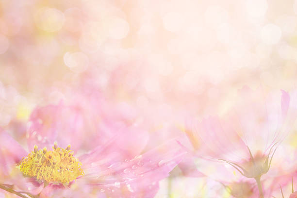 istock abstract soft sweet pink flower background from Gerbera flowers 483159968