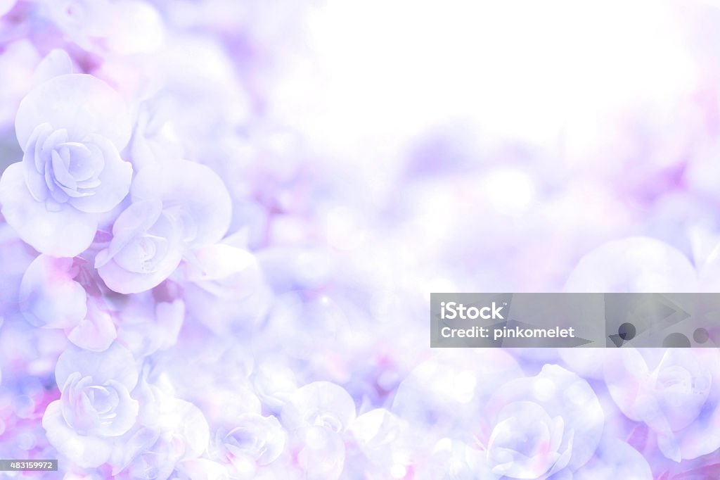 Foto de Fundo Macio Flor Roxa Sweet Azul Fundo De Flores Begonia e mais  fotos de stock de 2015 - iStock