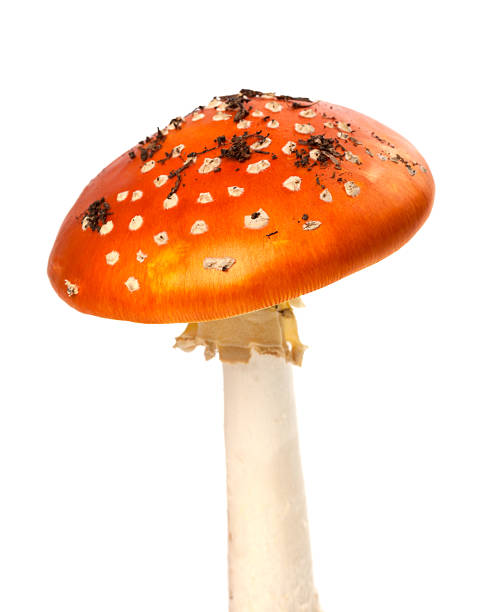 istock Red fly-agaric mushroom with pieces of dirt 483160396