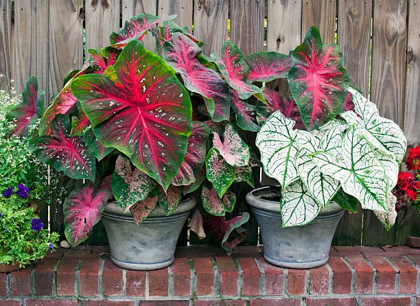 Photo of Two Planters with Caladium