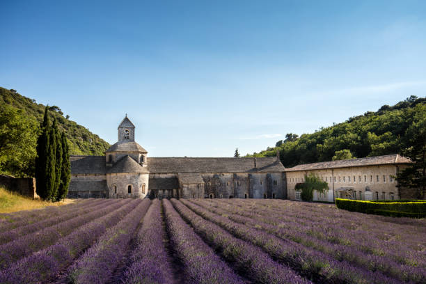 senanque abbey púrpura campo de lavanda provence, francia - senanque fotografías e imágenes de stock