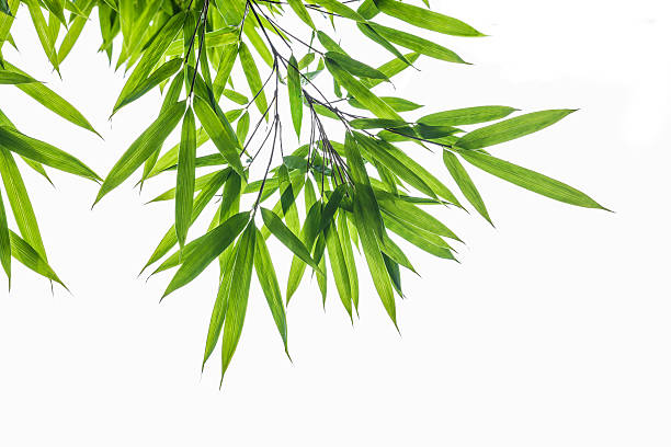 Bamboo Leaves stock photo