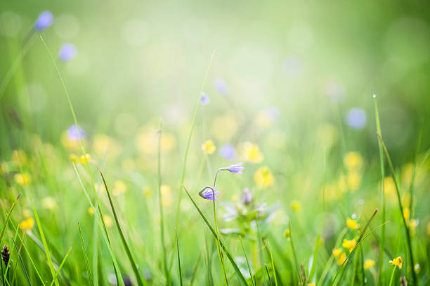 istock Wild flower and green grass 483161920