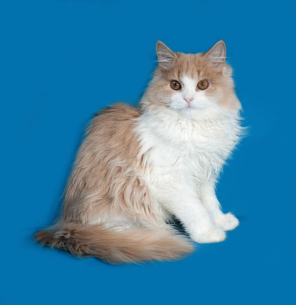 istock Fluffy red and white kitten sitting on blue 483165174