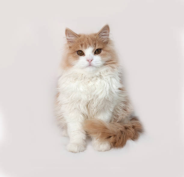 istock Fluffy red and white kitten sitting on gray 483165178