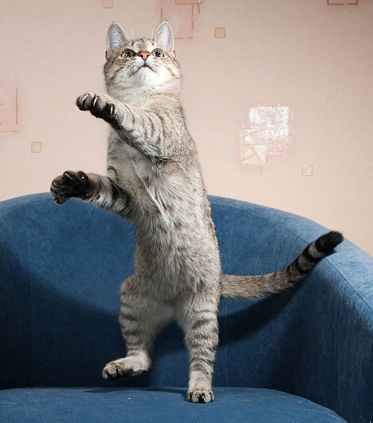 istock Striped cat jumping on blue chair 483165318
