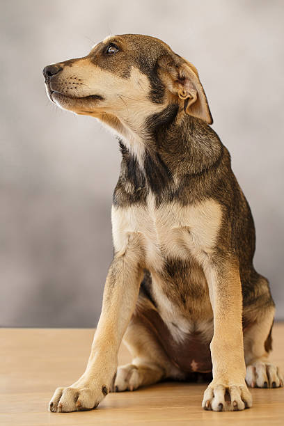 A portrait of a stray puppy