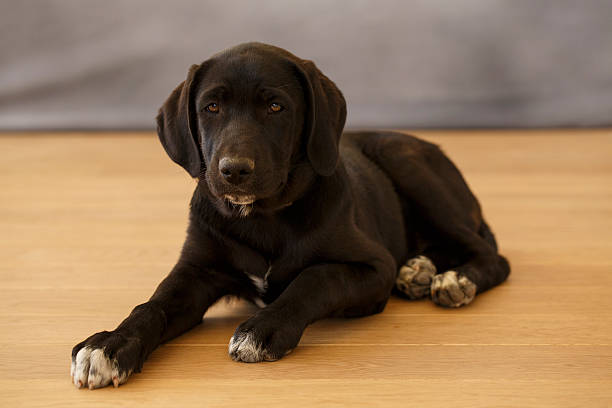istock Dog   Cute mixed breed puppy 483166172