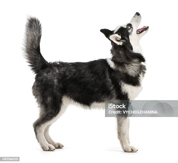 Husky Puppy Stock Photo - Download Image Now - Alaskan Culture, Malamute, Animal