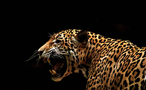 Jaguar Jaguar  roaring photos stock pictures, royalty-free photos & images