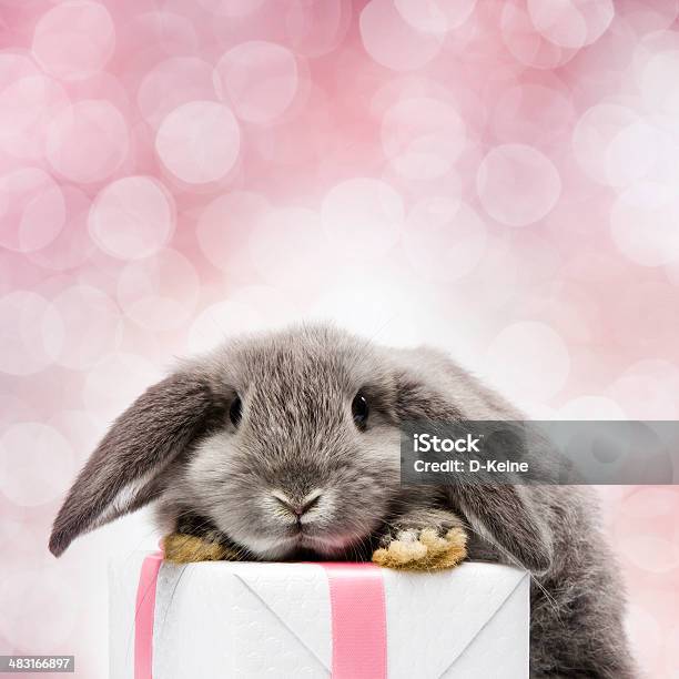 Conejo Foto de stock y más banco de imágenes de Año del conejo - Año del conejo, Regalo, Conejo - Animal