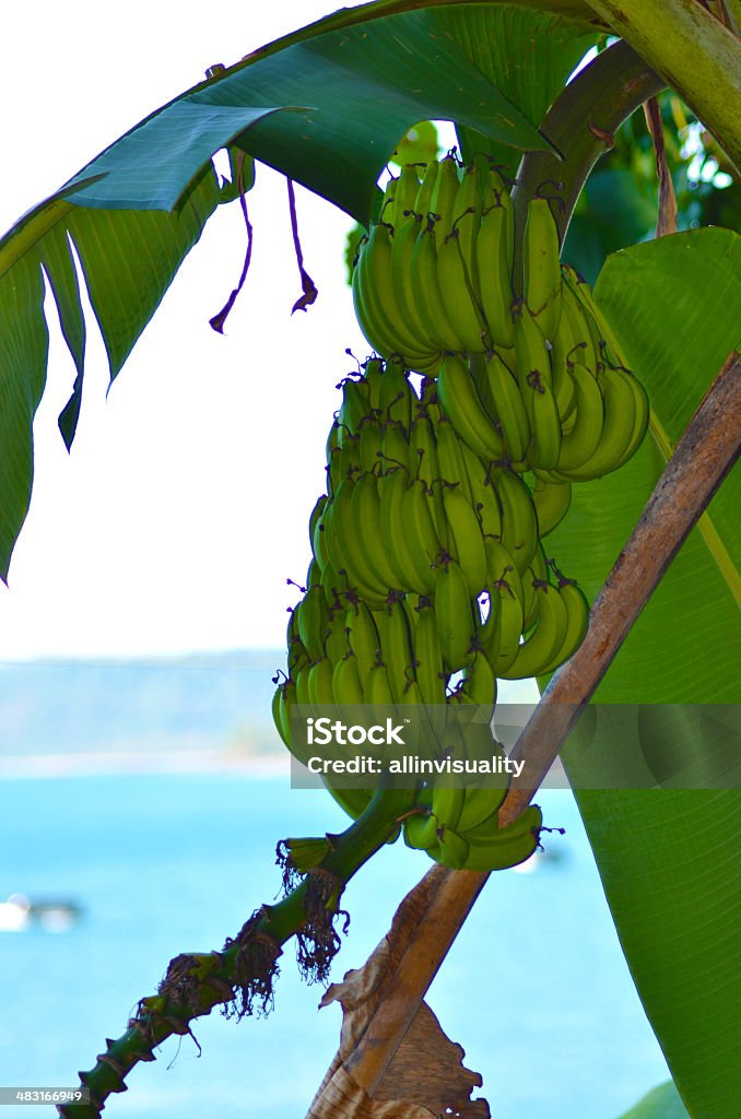 banana plant next to the sea Plantain Tree Stock Photo