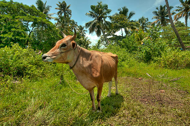istock Cow in a forest in South India 483167073