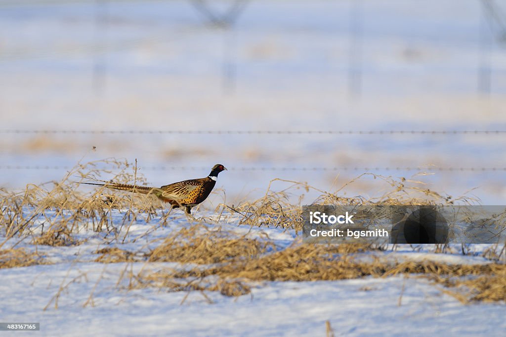 Wild Ring-necked pheasant Wild pheasant running across a snowy field Pheasant - Bird Stock Photo