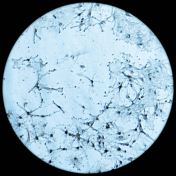 istock nerve cells of rat brain 483167973