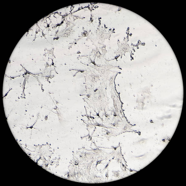 istock nerve cells of rat brain 483168009