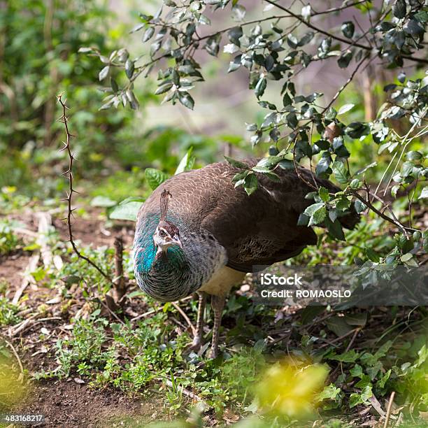 Peahen Walking In The Nature Italy Stock Photo - Download Image Now - Bird, Color Image, Copse