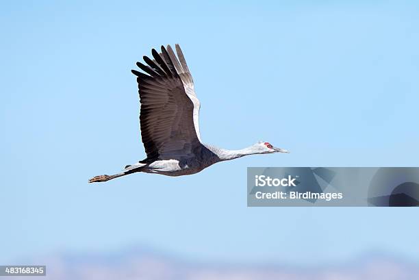 Grulla Canadiense En Avión Arizona Foto de stock y más banco de imágenes de Grulla - Grulla, Volar, Arizona