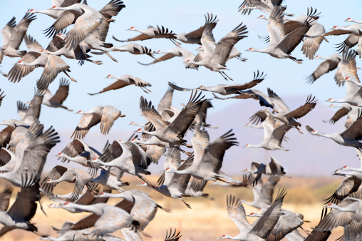 Large flock of Sandhill Cranes in Flight, main focus is at the center of frame.  Arizona, USA