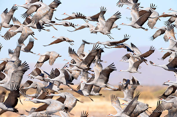 grous de sandhill no voo, grande flock-arizona - sandhill crane - fotografias e filmes do acervo