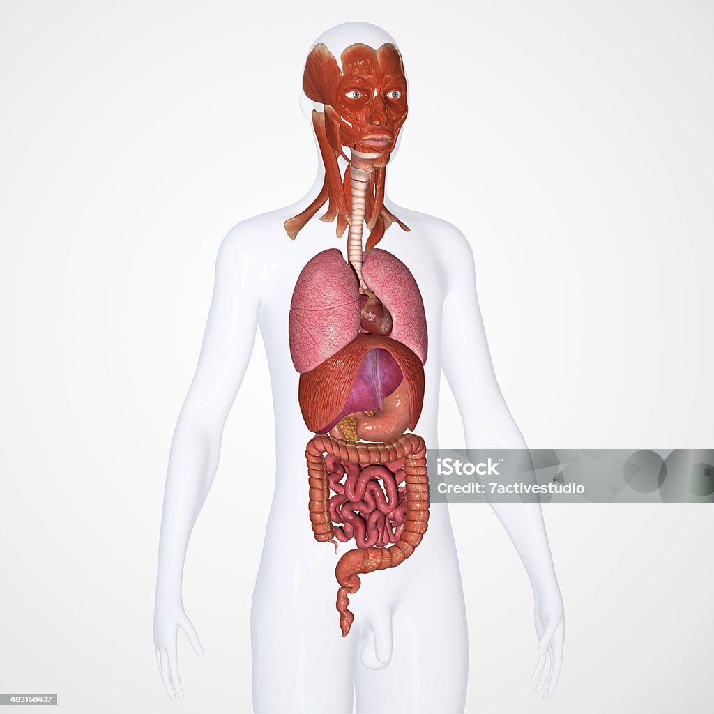 Menschliche Organe mit Gesicht Muskeln - Lizenzfrei Blut Stock-Foto
