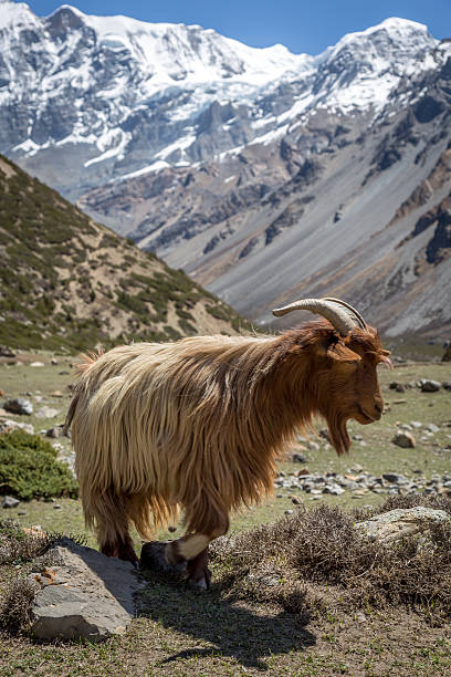 들염소 입석 산 풍경, 안나푸르나, 네팔 - sheep grazing vertical photography 뉴스 사진 이미지