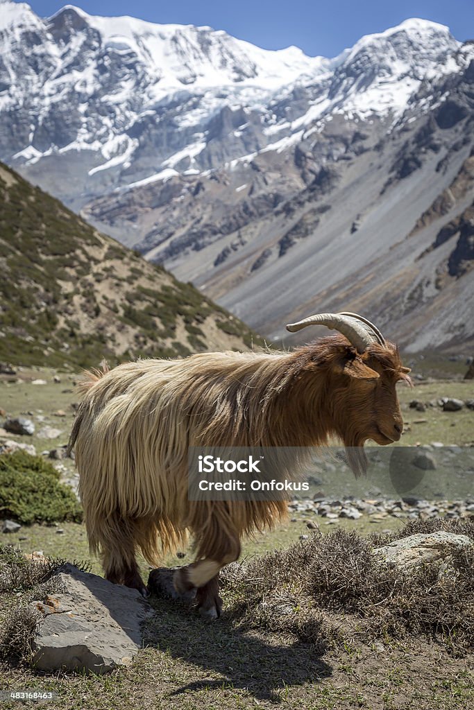 Безоаровый козёл стоя в горный пейзаж, Annapurna, Непал - Стоковые фото Овца - Копытное животное роялти-фри