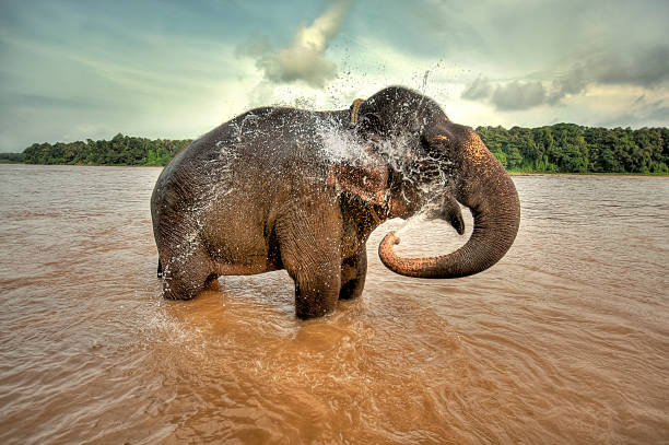 istock African Elephant wading with his trunk playing in water 483168985
