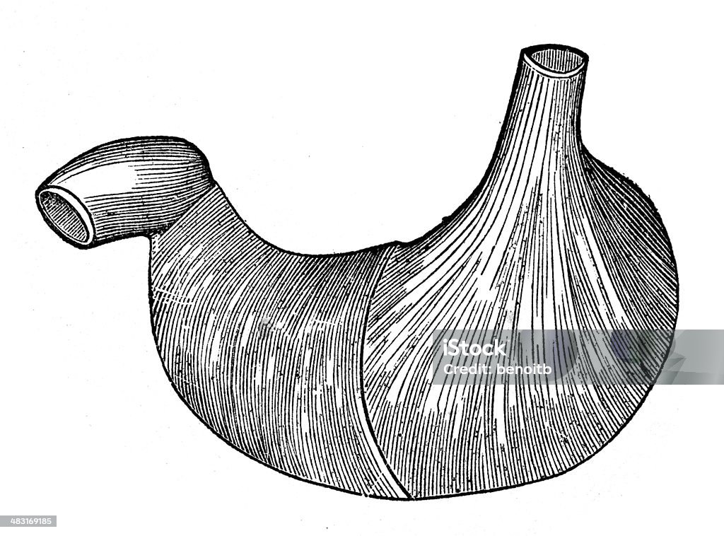 Stomach Muscles Healthcare And Medicine stock illustration