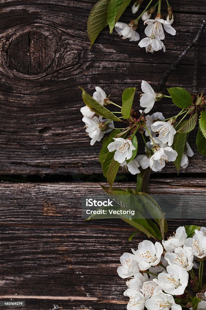 Blossom Baum auf hölzerne Wand - Lizenzfrei Ast - Pflanzenbestandteil Stock-Foto