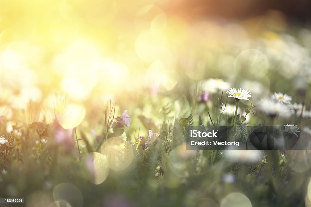 Daisy flower on a field Agricultural Field Stock Photo