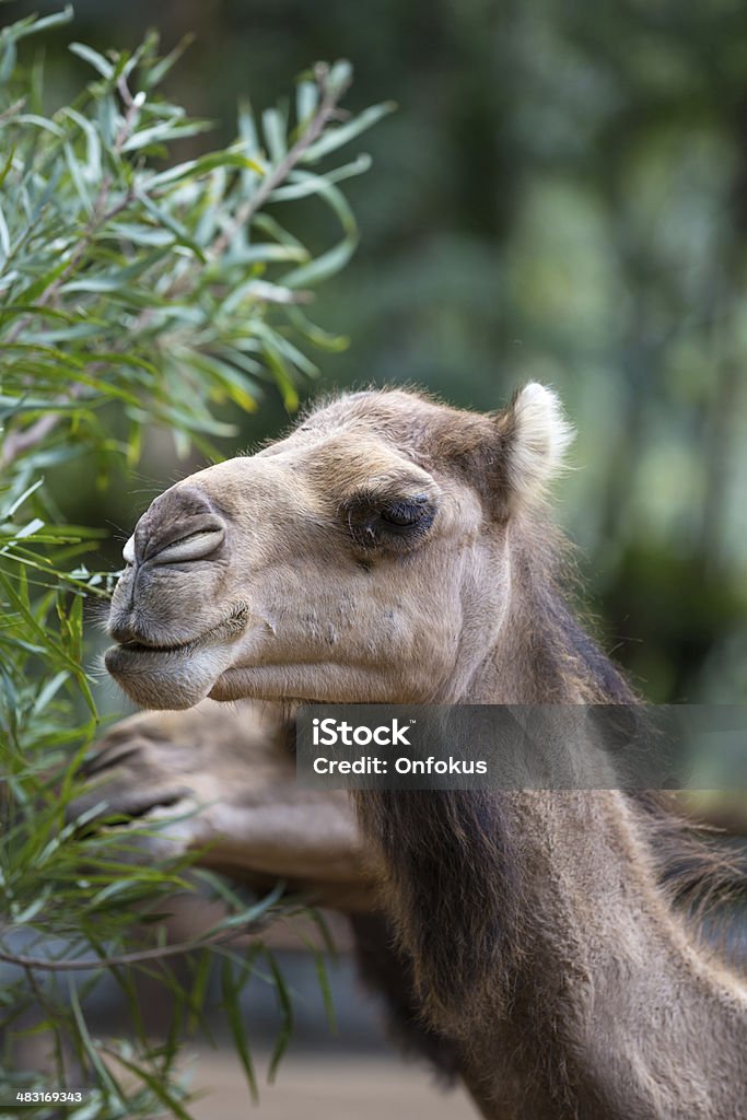 Cammelli mangiare foglie su un albero - Foto stock royalty-free di Cammello