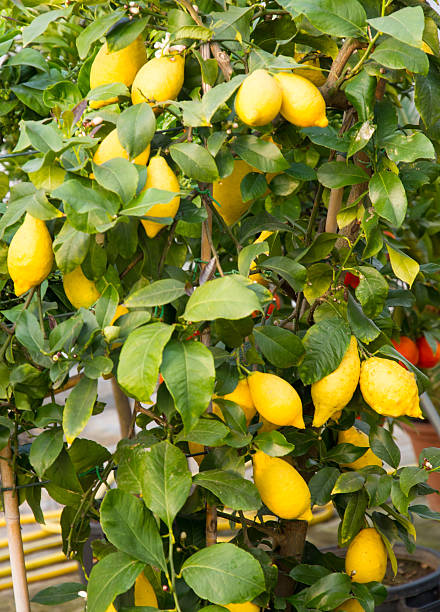 istock lemon fruits hanging on the tree in the orchard 483169403