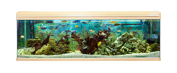 istock Panoramic aquarium with Malawi cichlids 483171758