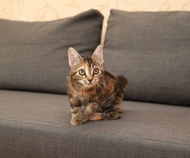 istock Tricolor kitten sitting on couch 483172122