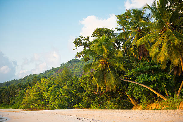istock Tropical beach at Mahe island Seychelles 483173024