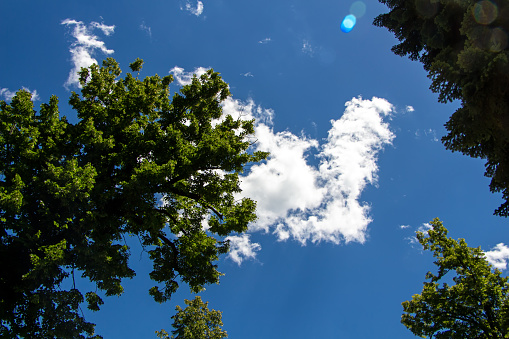 Photo of the sky and trees in summer day