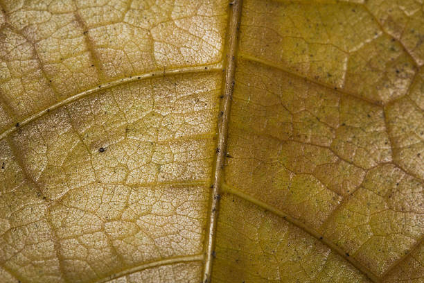 istock The dry leaves. 483175804