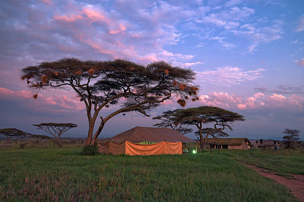 istock Safari tented camp in savannah 483176020